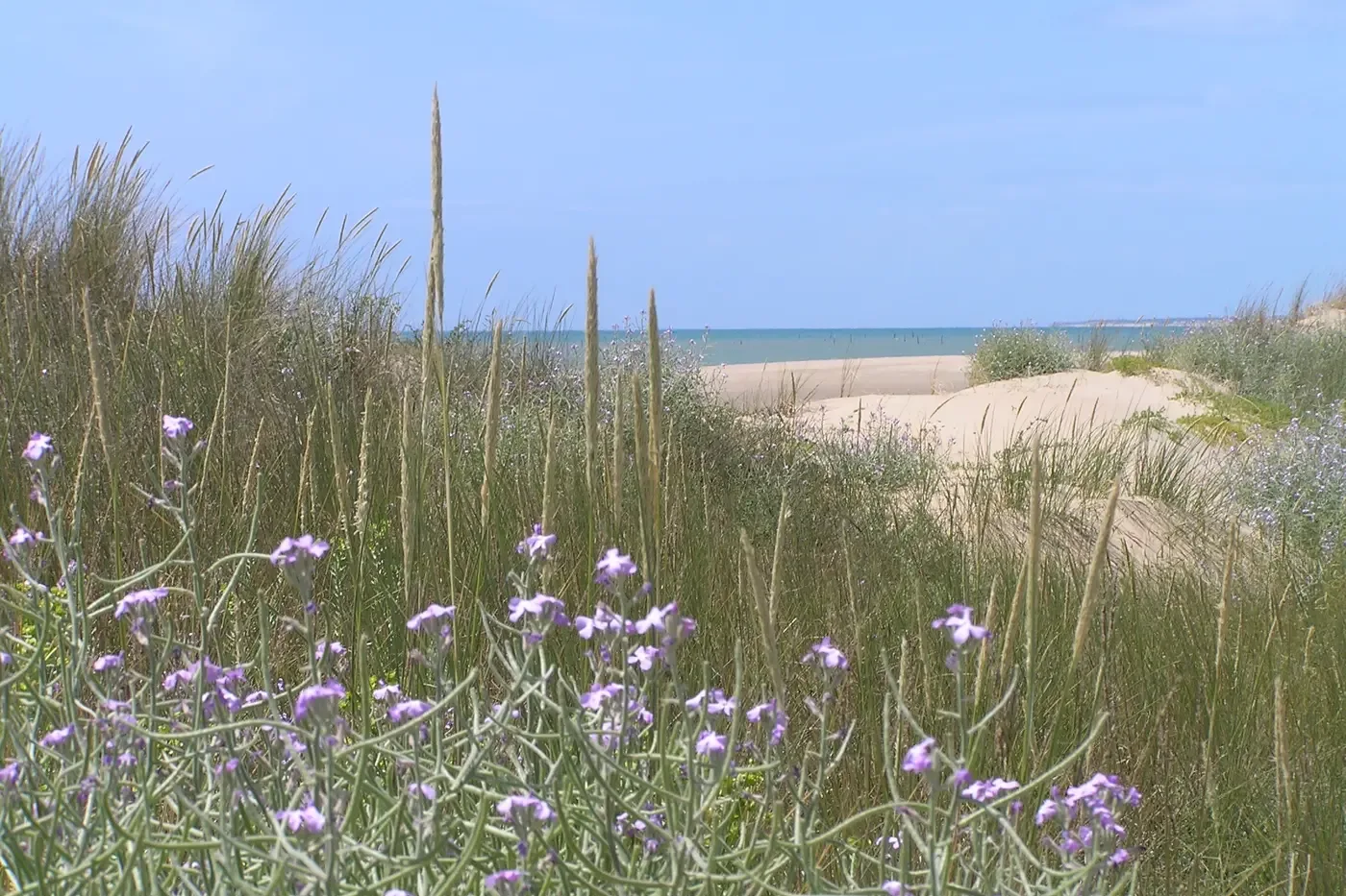 Duinen met strand en zee